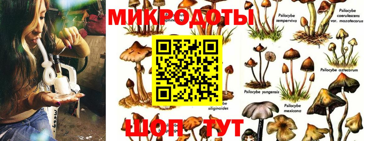 Псилоцибиновые грибы Psilocybine cubensis Торжок